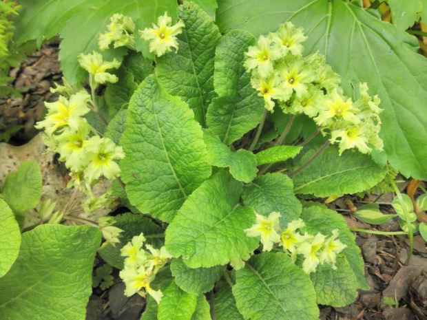 Primula Francesca