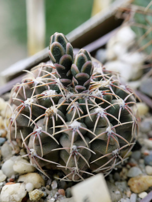 Gymnocalycium bodenbenderianum #kaktusy
