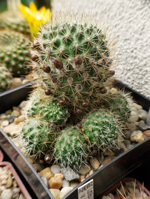 Rebutia pseudodeminuta carminifilamentosa #kaktusy