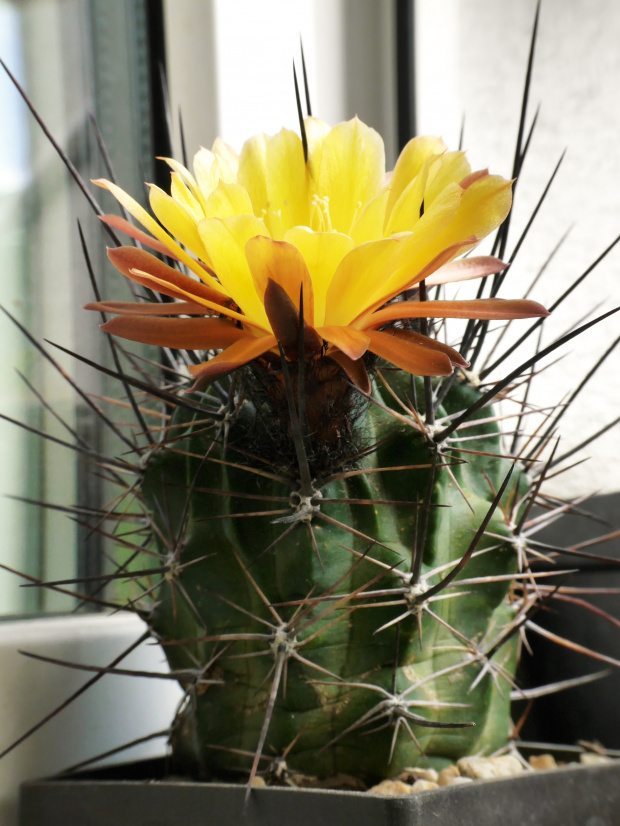 Lobivia longispina #kaktusy