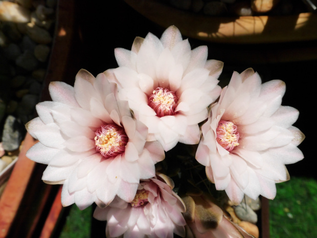 Gymnocalycium hyptiacanthum ‘odoratum’ #kaktusy