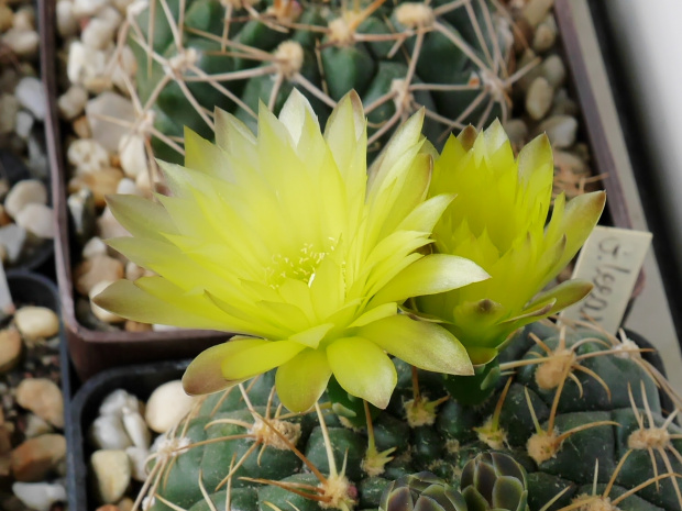 Gymnocalycium leeanum #kaktusy