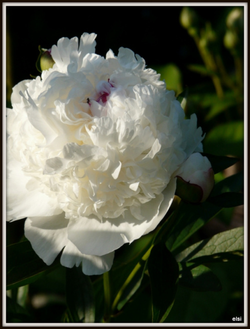 Peonia Mme de Verneville #czerwiec