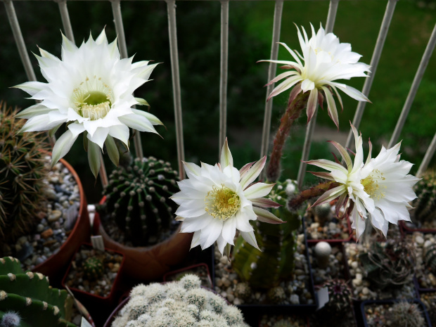 Echinopsis eyriesii #kaktusy