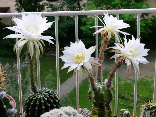 Echinopsis eyriesii #kaktusy