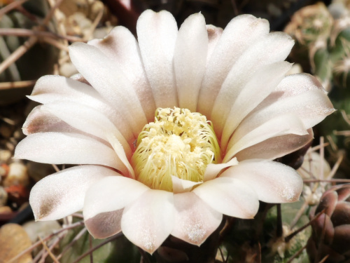 Gymnocalycium ochoterenai fa. polygonum