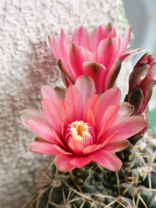 Gymnocalycium baldianum