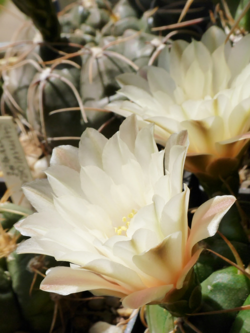 Gymnocalycium denudatum