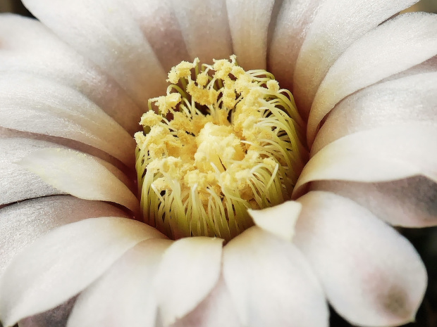 Gymnocalycium ochoterenai fa. polygonum #kaktusy