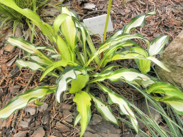 Hosta First Mate