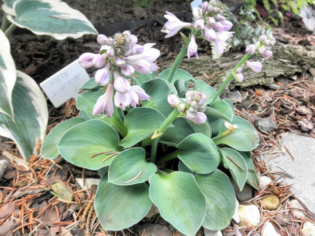 Hosta Blue Moon