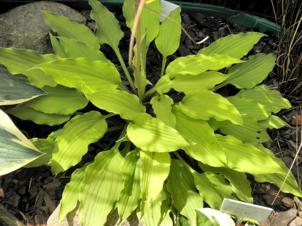 Hosta Marrakesch