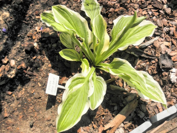 Hosta Iron Gate Supreme