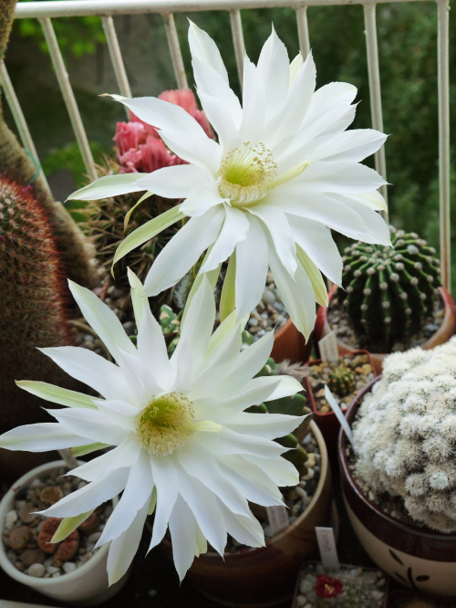 Echinopsis subdenudata #kaktusy