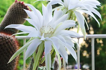 Echinopsis subdenudata #kaktusy