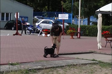 W naszym porcie #PiesSznaucerŻagleWoda