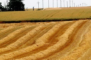 ... a tutaj już po zbiorach ... żniwa rozpoczęte ... #lato #ściernisko #żniwa #pola #jęczmień