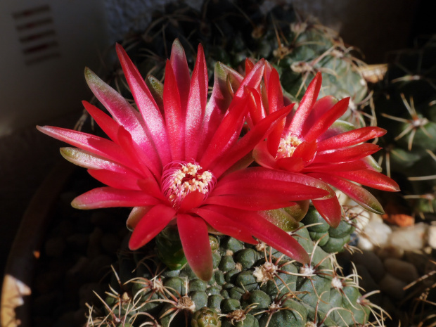 Gymnocalycium baldianum #kaktusy