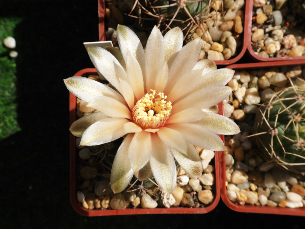 Gymnocalycium pseudoneuchuberii #kaktusy