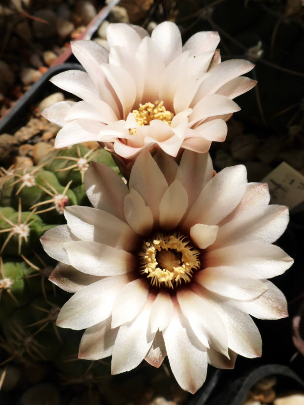 Gymnocalycium quehlianum #kaktusy