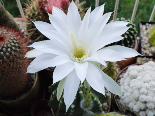 Echinopsis subdenudata #kaktusy