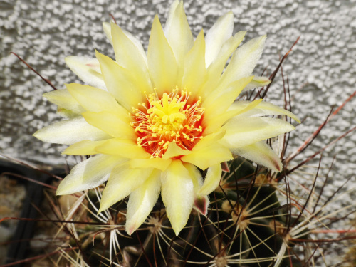 Hamatocactus #kaktusy