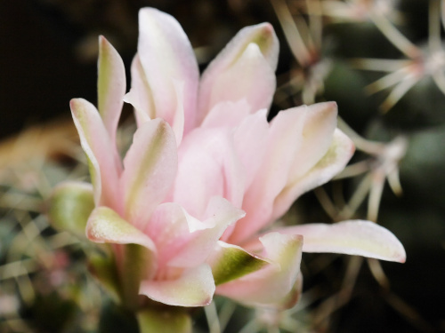 Gymnocalycium baldianum #kaktusy