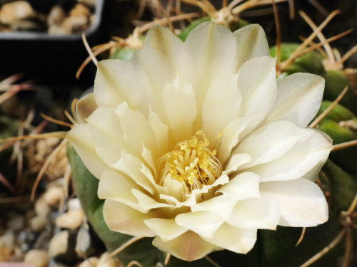 Gymnocalycium denudatum #kaktusy