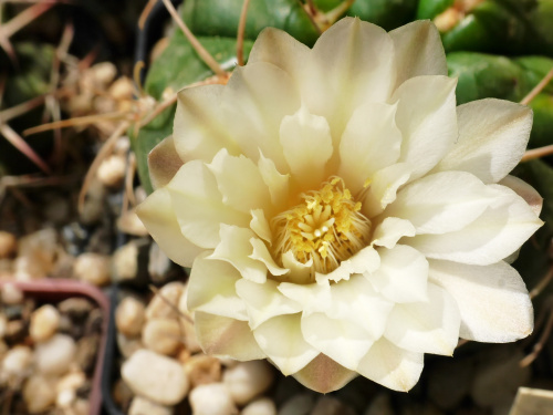 Gymnocalycium denudatum #kaktusy