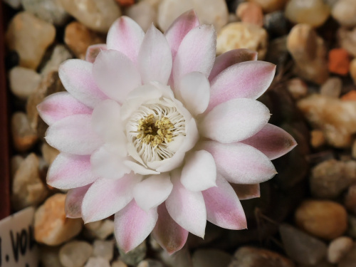 Gymnocalycium anisitsii v. volkerii STO 98-1408/1 #kaktusy