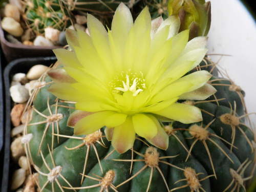 Gymnocalycium leeanum #kaktusy