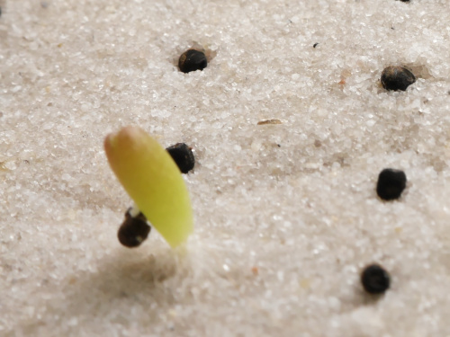 Gymnocalycium gibbosum var. brachypetalum #kaktusy