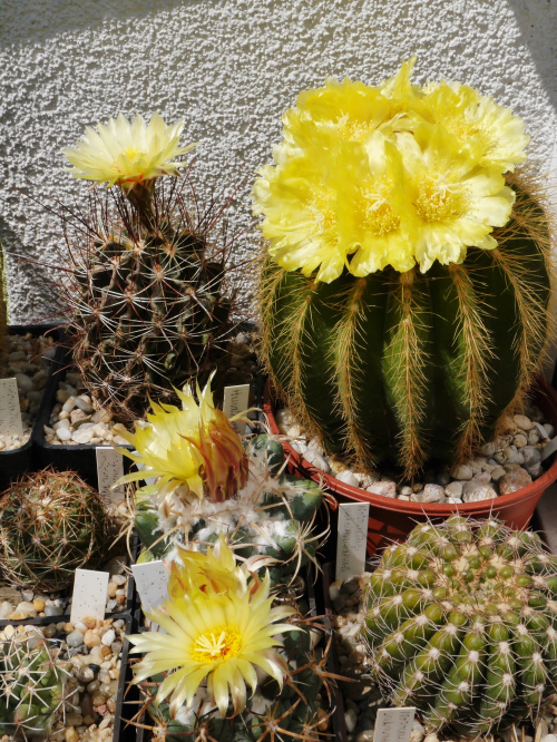 Eriocactus warasii, Hamatocactus i Coryphantha bumamma #kaktusy