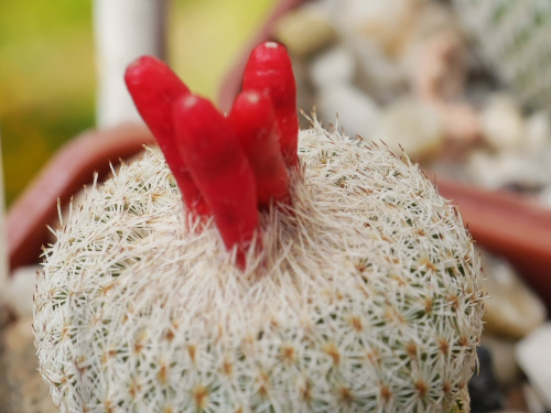 Epithelantha micromeris #kaktusy