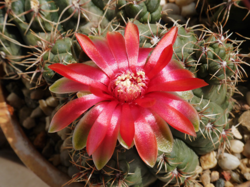 Gymnocalycium baldianum #kaktusy