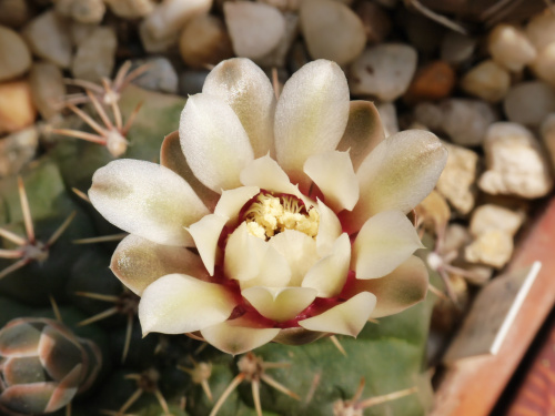 Gymnocalycium platense #kaktusy