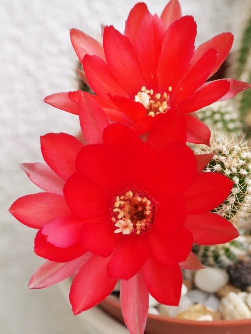 Chamaecereus #kaktusy