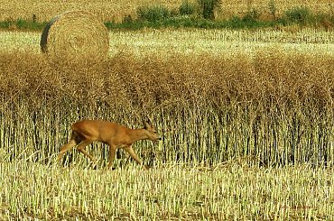 taki obrazek mi się dzisiaj trafił :) #lato #przyroda #ptaki #zwierzęta #żniwa