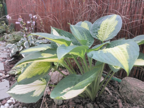 Hosta 'Paradise Glory'