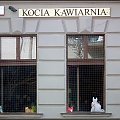 Pierwsza w Krakowie Kocia Kawiarnia...