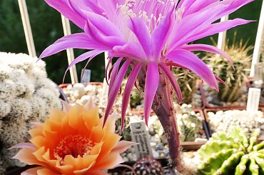 Echinopsis hybr. #kaktusy