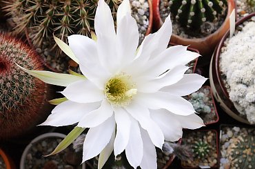 Echinopsis subdenudata #kaktusy