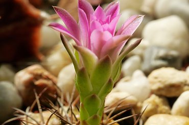 Gymnocalycium damsii v. rotundulum VoS 03-049 #kaktusy