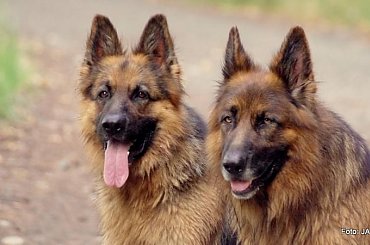 Parys i Tobi #GILDOWiernyDruh #OwczarkiNiemieckie #Parys #PsieZaprzęgi #Tobi