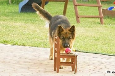 Parys i Tobi #GILDOWiernyDruh #OwczarkiNiemieckie #Parys #PsieZaprzęgi #Tobi