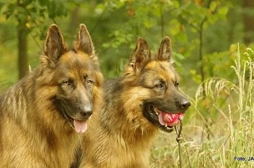 #GILDOWiernyDruh #OwczarkiNiemieckie #Parys #PsieZaprzęgi #Tobi