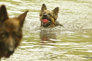 #GILDOWiernyDruh #OwczarkiNiemieckie #Parys #PsieZaprzęgi #Tobi