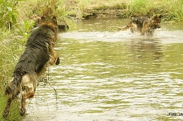 #GILDOWiernyDruh #OwczarkiNiemieckie #Parys #PsieZaprzęgi #Tobi