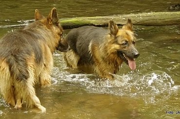 #GILDOWiernyDruh #OwczarkiNiemieckie #Parys #PsieZaprzęgi #Tobi