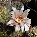 Gymnocalycium